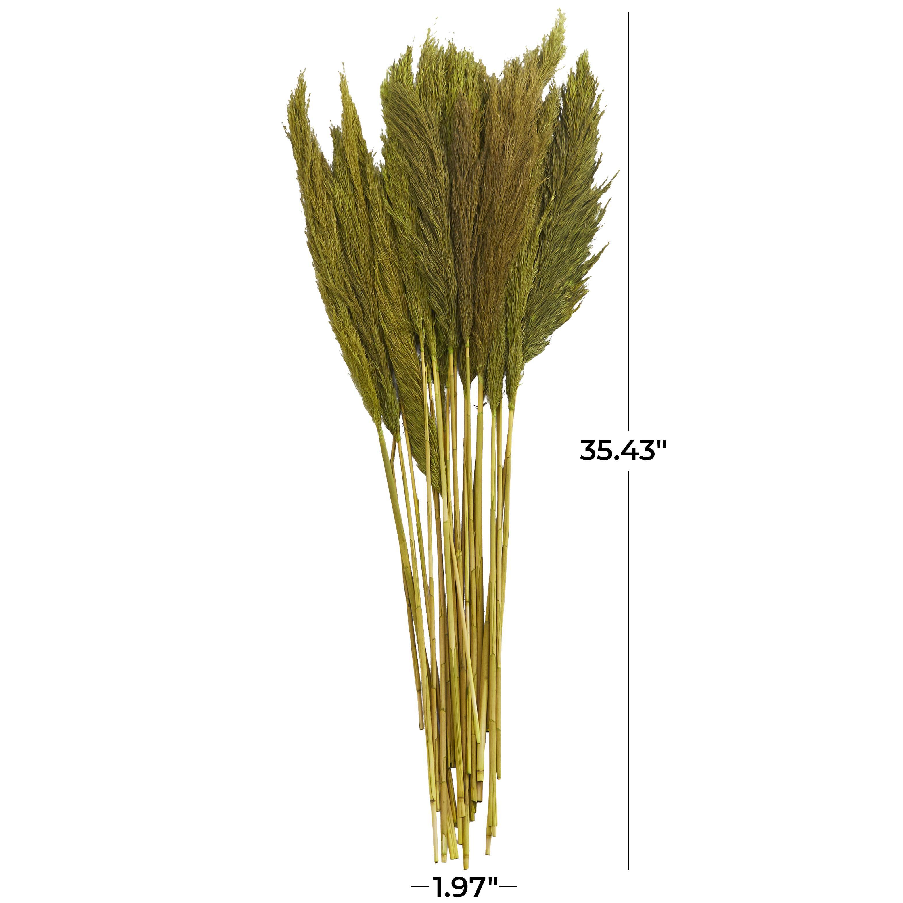 Bayberry Lane Dried Plant Pampas Natural Foliage with Long Stems, Green, large