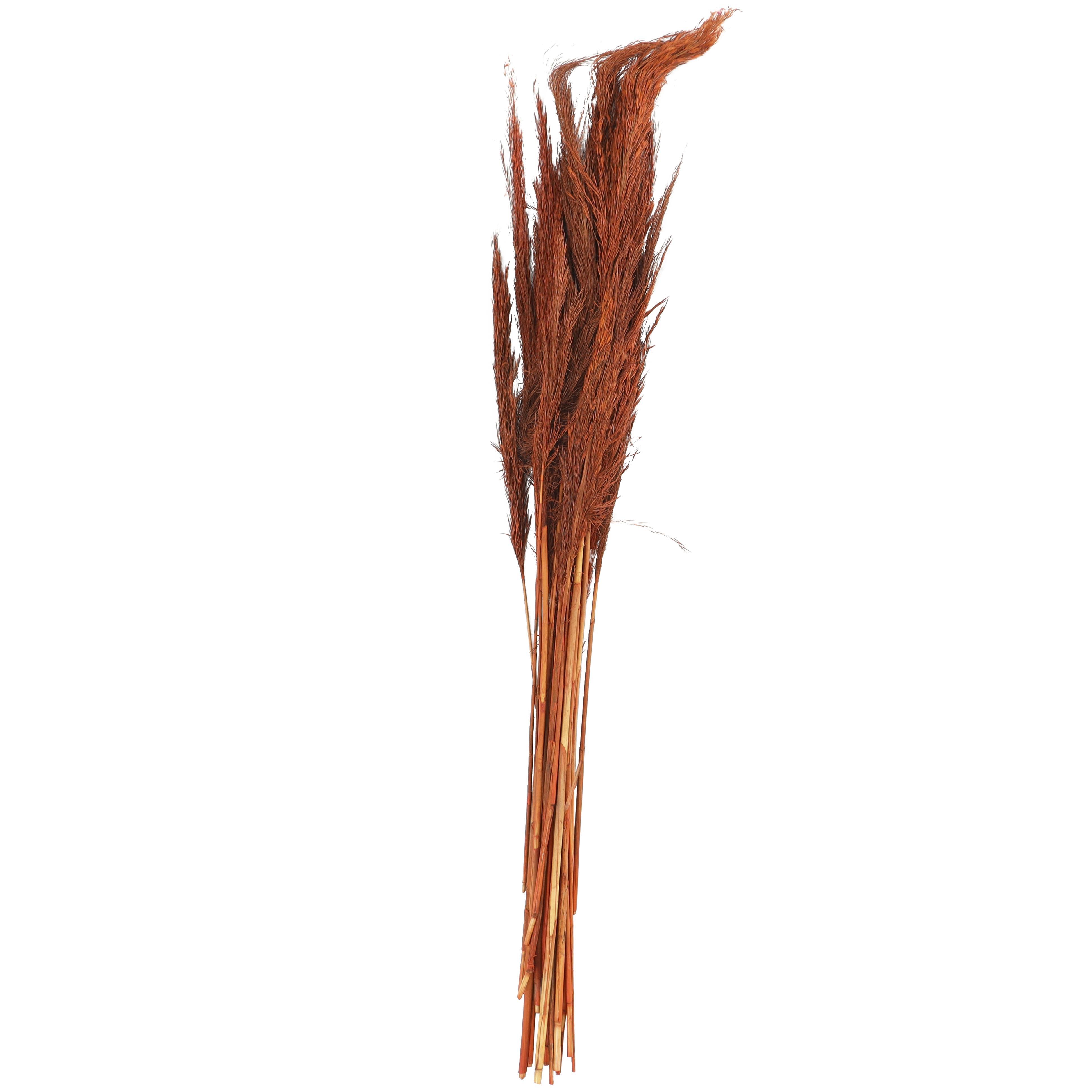 Bayberry Lane Dried Plant Pampas Natural Foliage with Long Stems, Orange, large