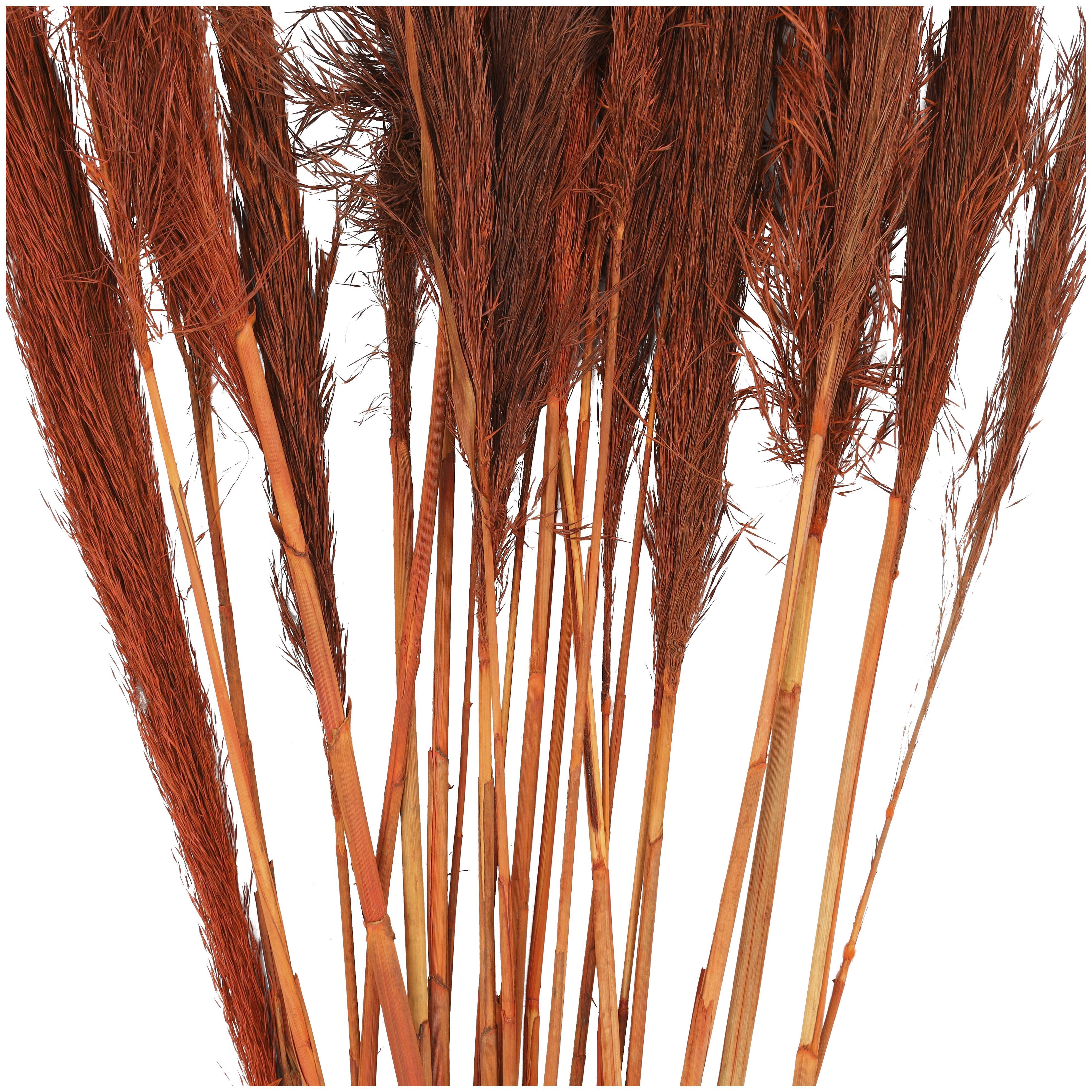 Bayberry Lane Dried Plant Pampas Natural Foliage with Long Stems, Orange, large