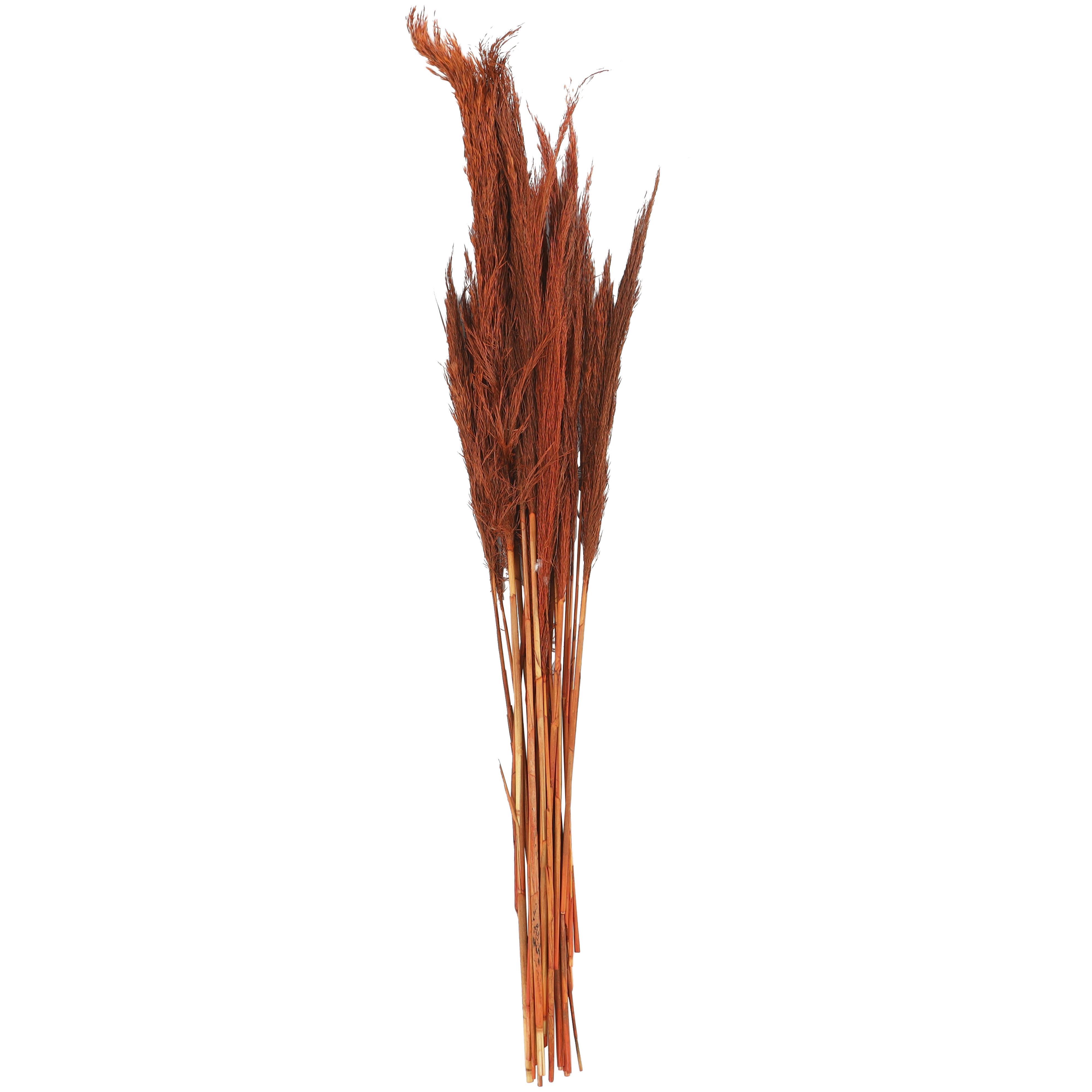 Bayberry Lane Dried Plant Pampas Natural Foliage with Long Stems, Orange, large