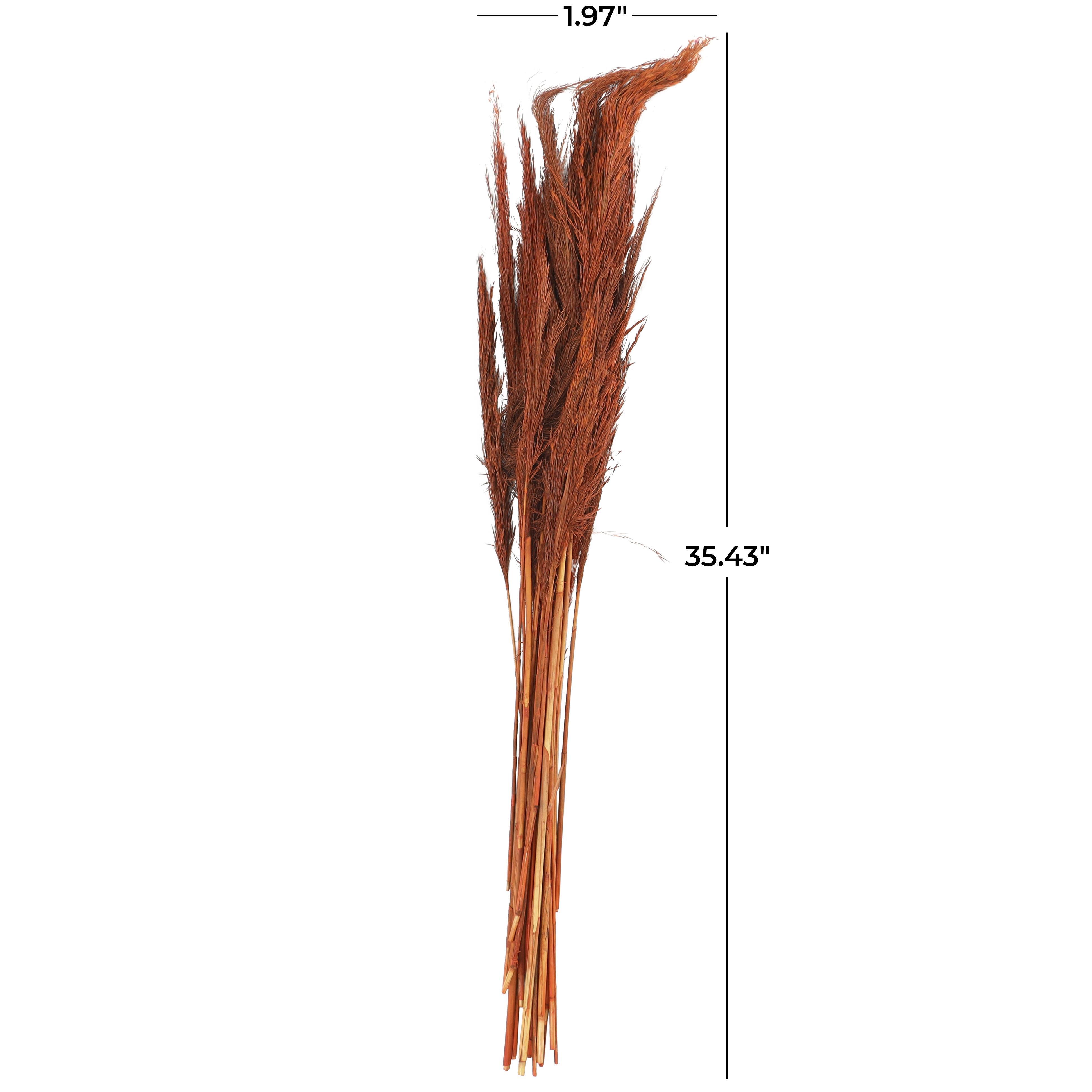 Bayberry Lane Dried Plant Pampas Natural Foliage with Long Stems, Orange, large