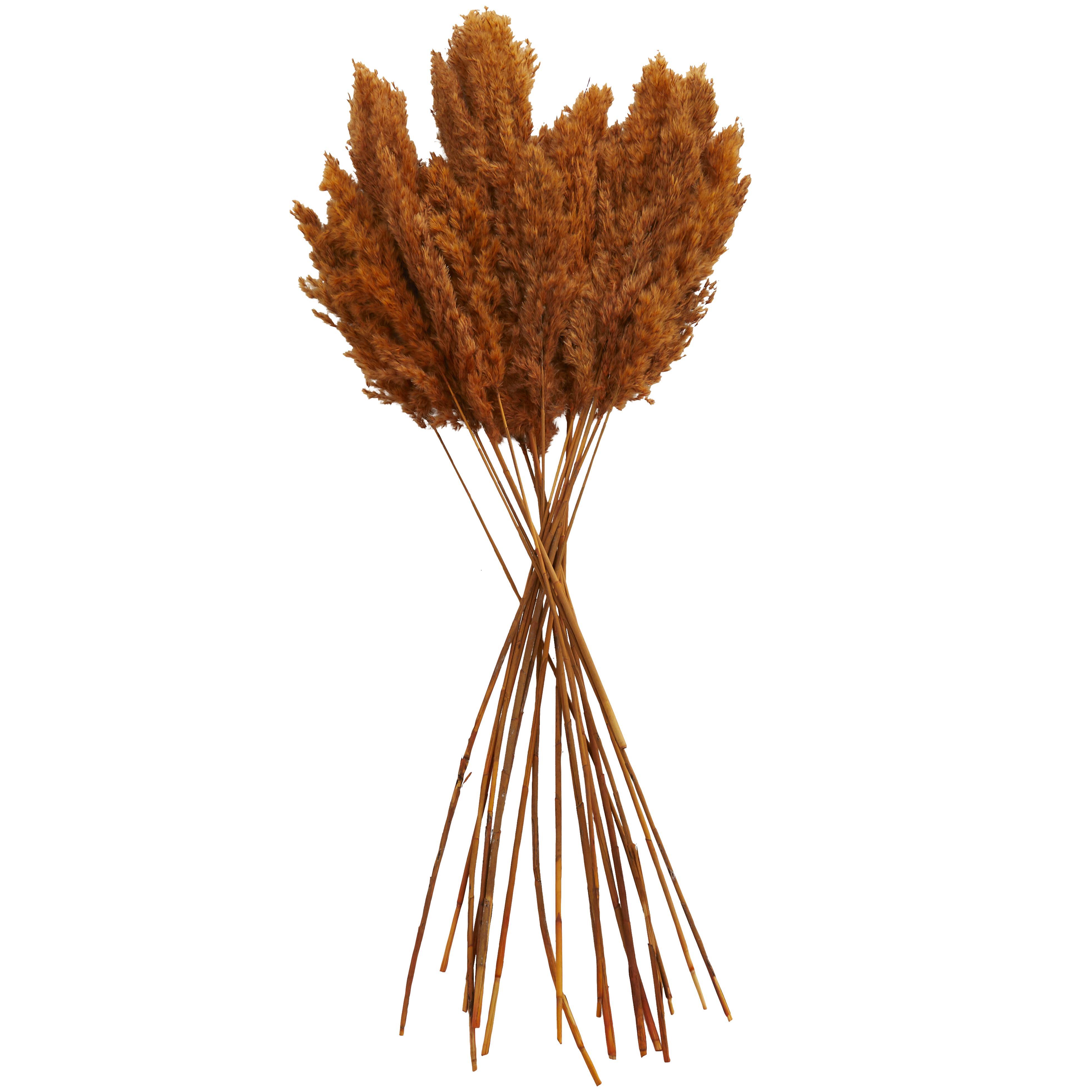 Bayberry Lane Dried Plant Pampas Natural Foliage with Long Stems, Orange, large