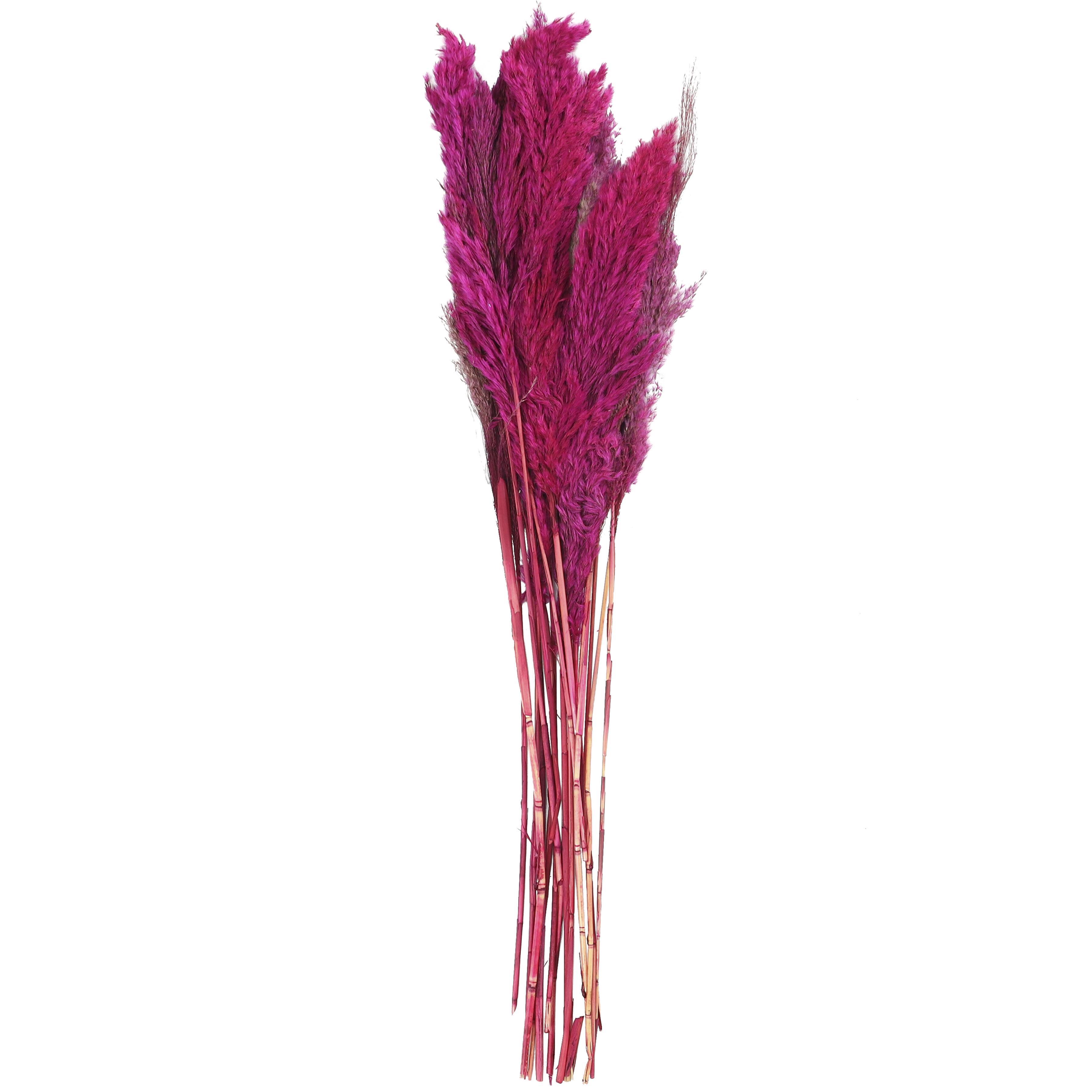 Bayberry Lane Dried Plant Pampas Natural Foliage with Long Stems, Pink, large