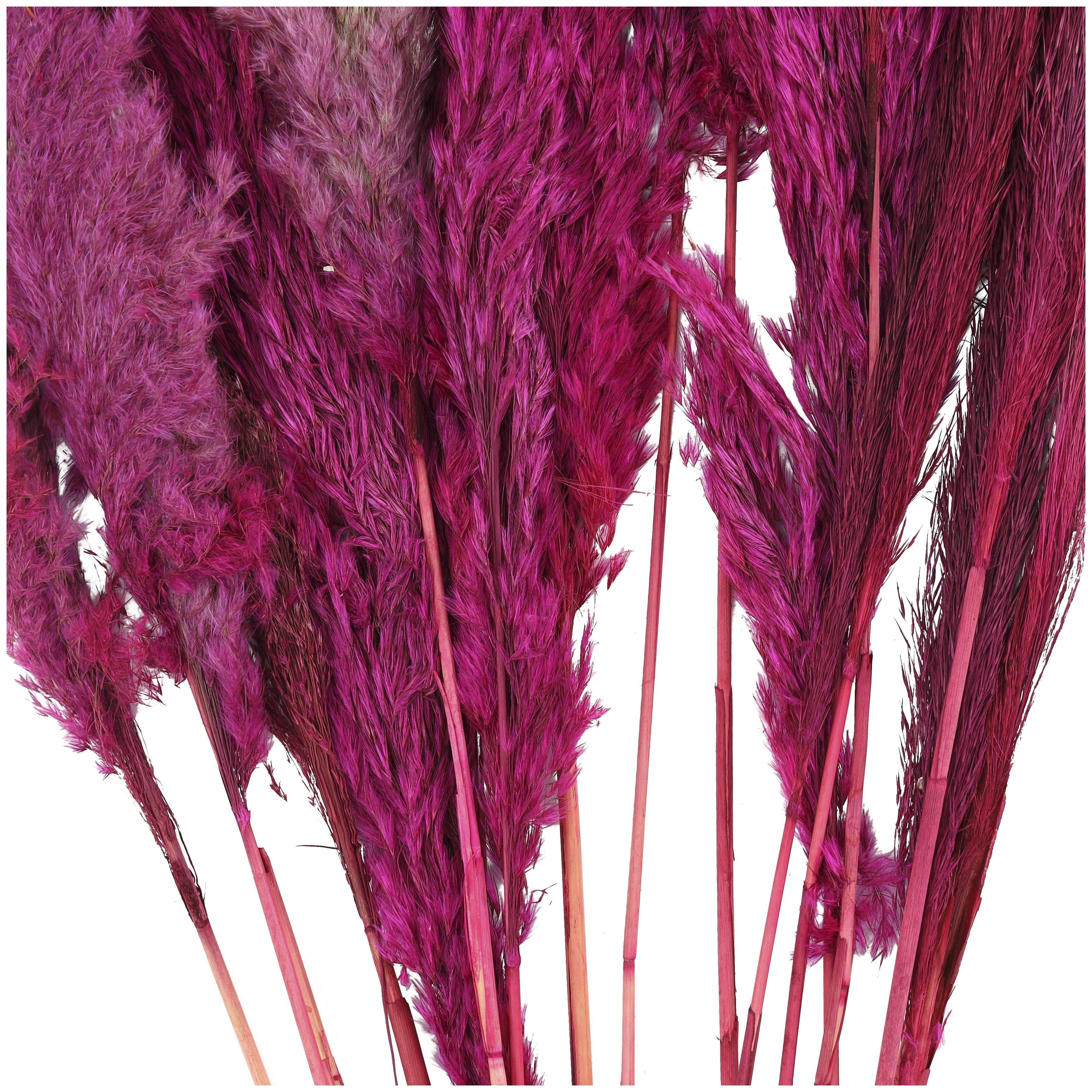 Bayberry Lane Dried Plant Pampas Natural Foliage with Long Stems, Pink, large