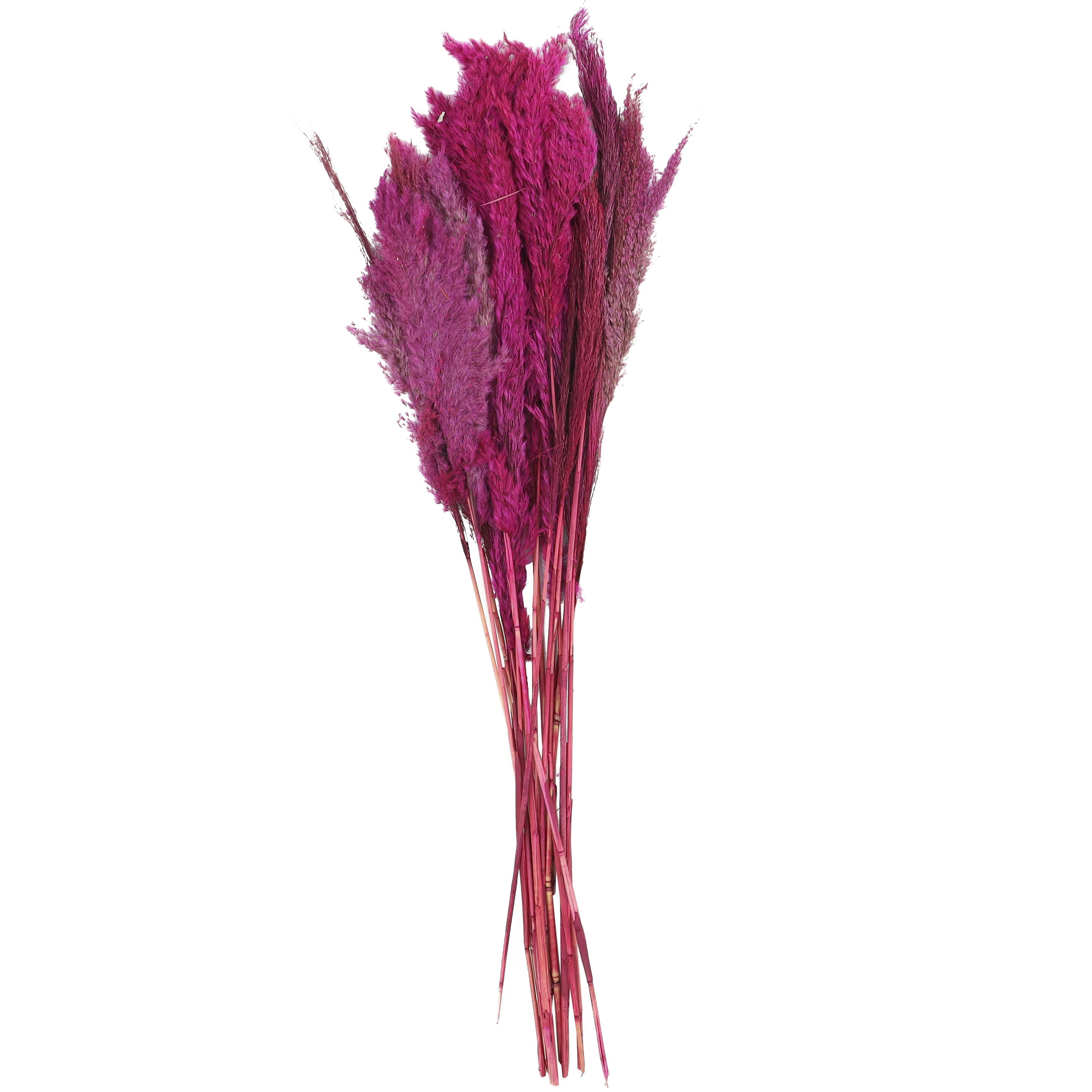 Bayberry Lane Dried Plant Pampas Natural Foliage with Long Stems, Pink, large
