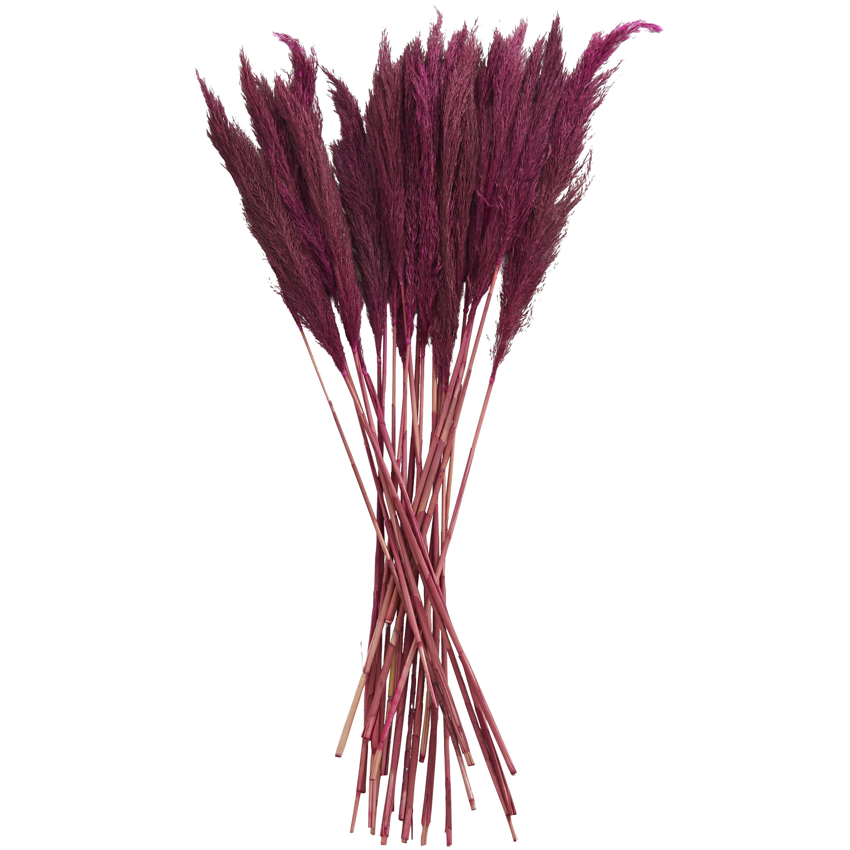 Bayberry Lane Dried Plant Pampas Natural Foliage with Long Stems, Pink, large
