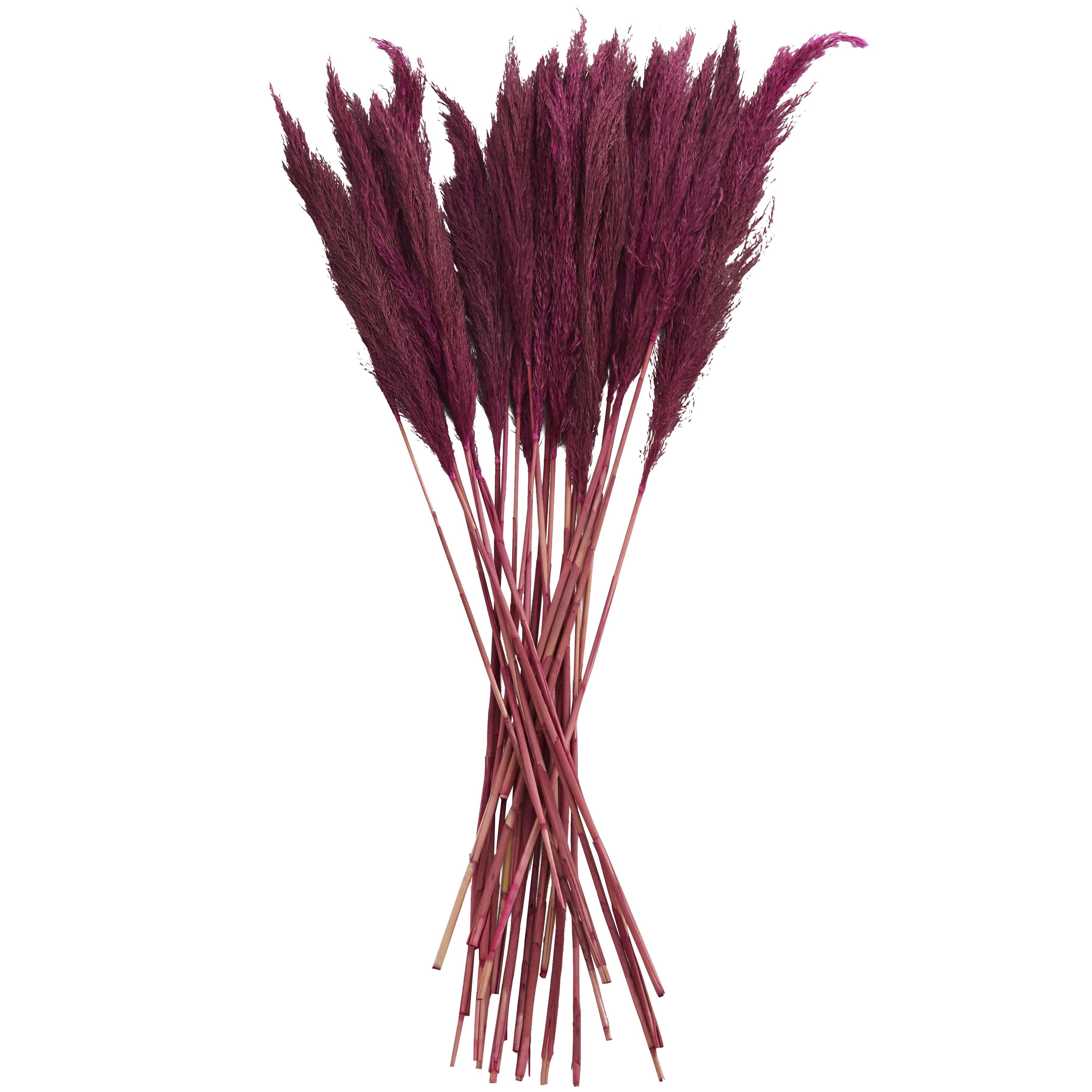 Bayberry Lane Dried Plant Pampas Natural Foliage with Long Stems, Pink, large