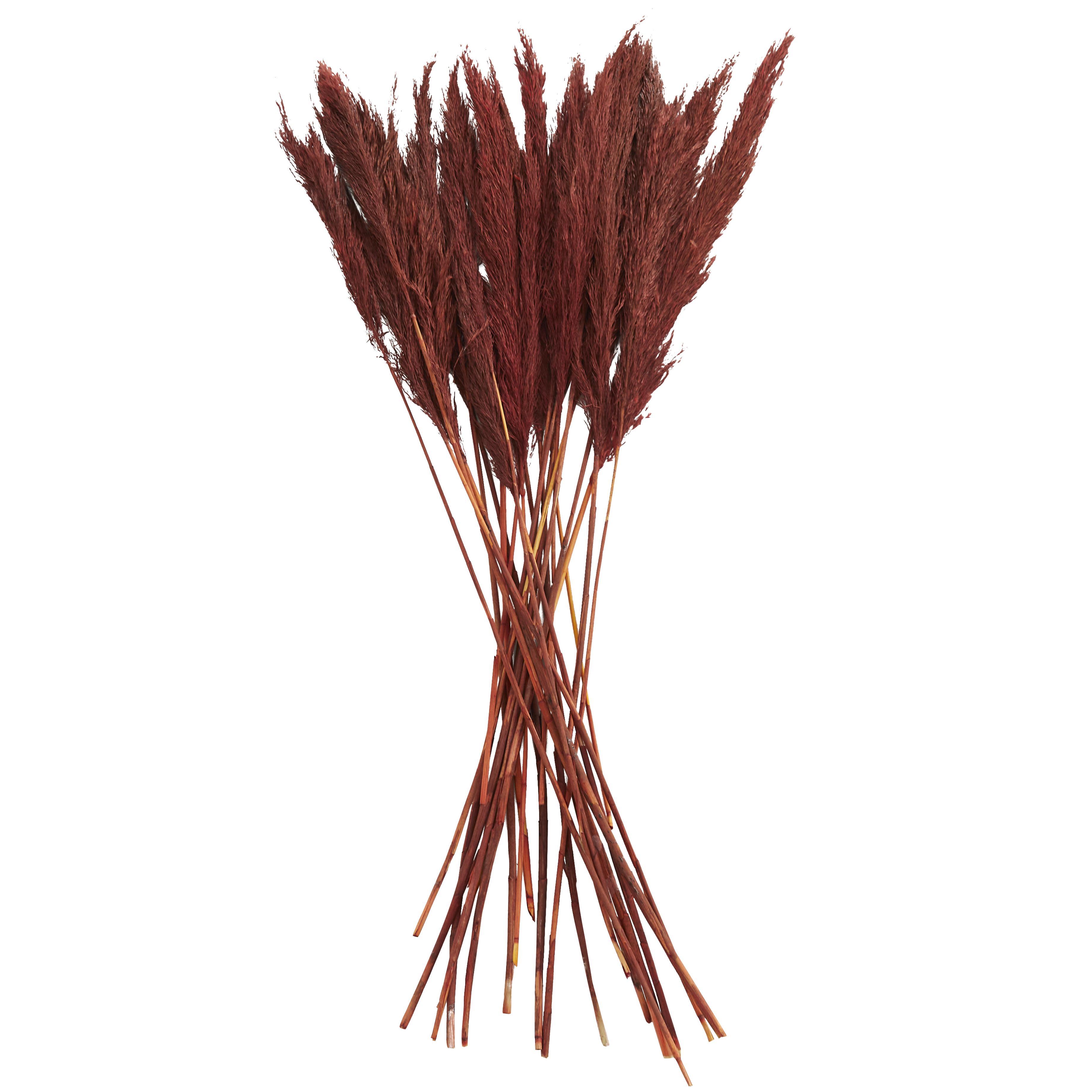 Bayberry Lane Dried Plant Pampas Natural Foliage with Long Stems, Red, large