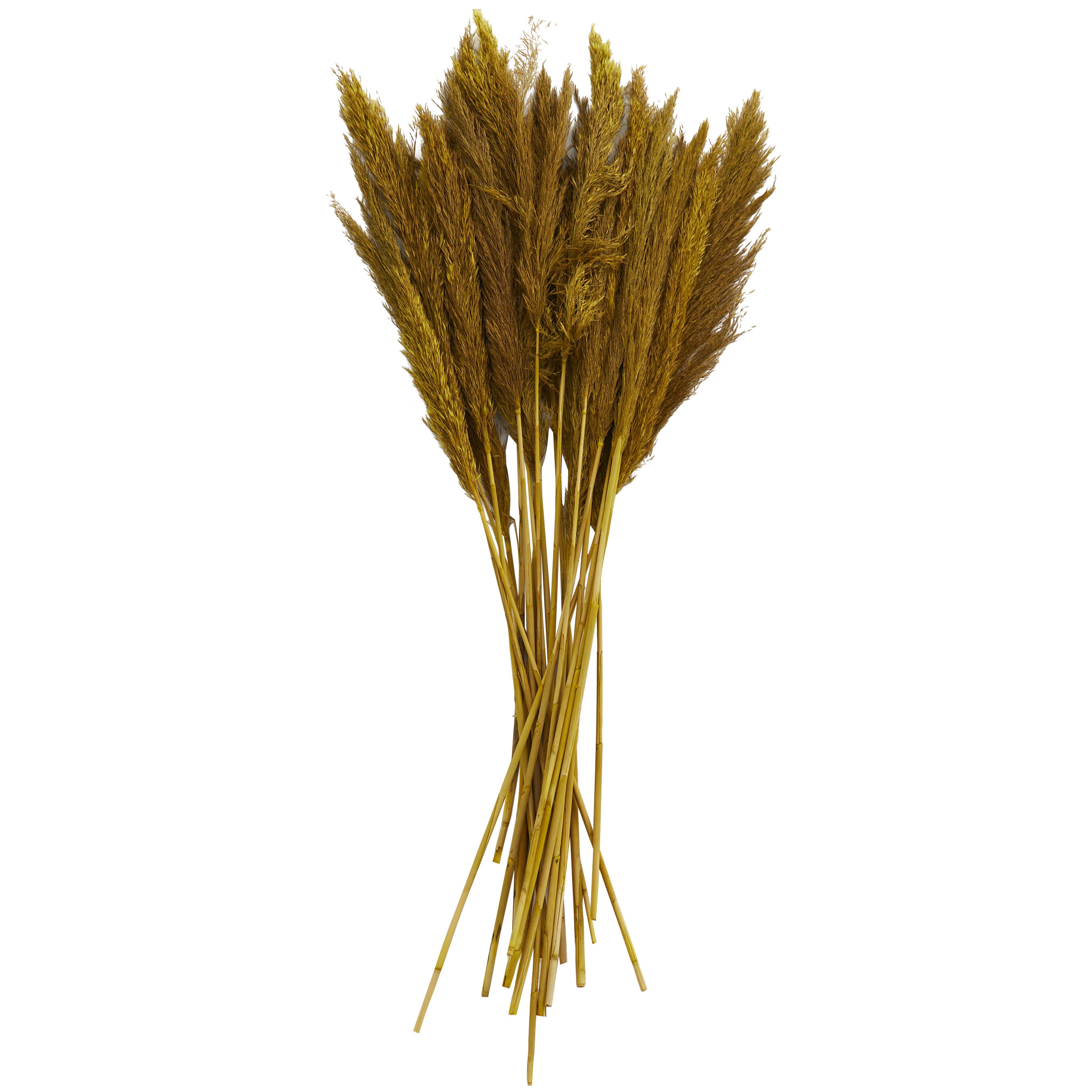 Bayberry Lane Dried Plant Pampas Natural Foliage with Long Stems, Yellow, large