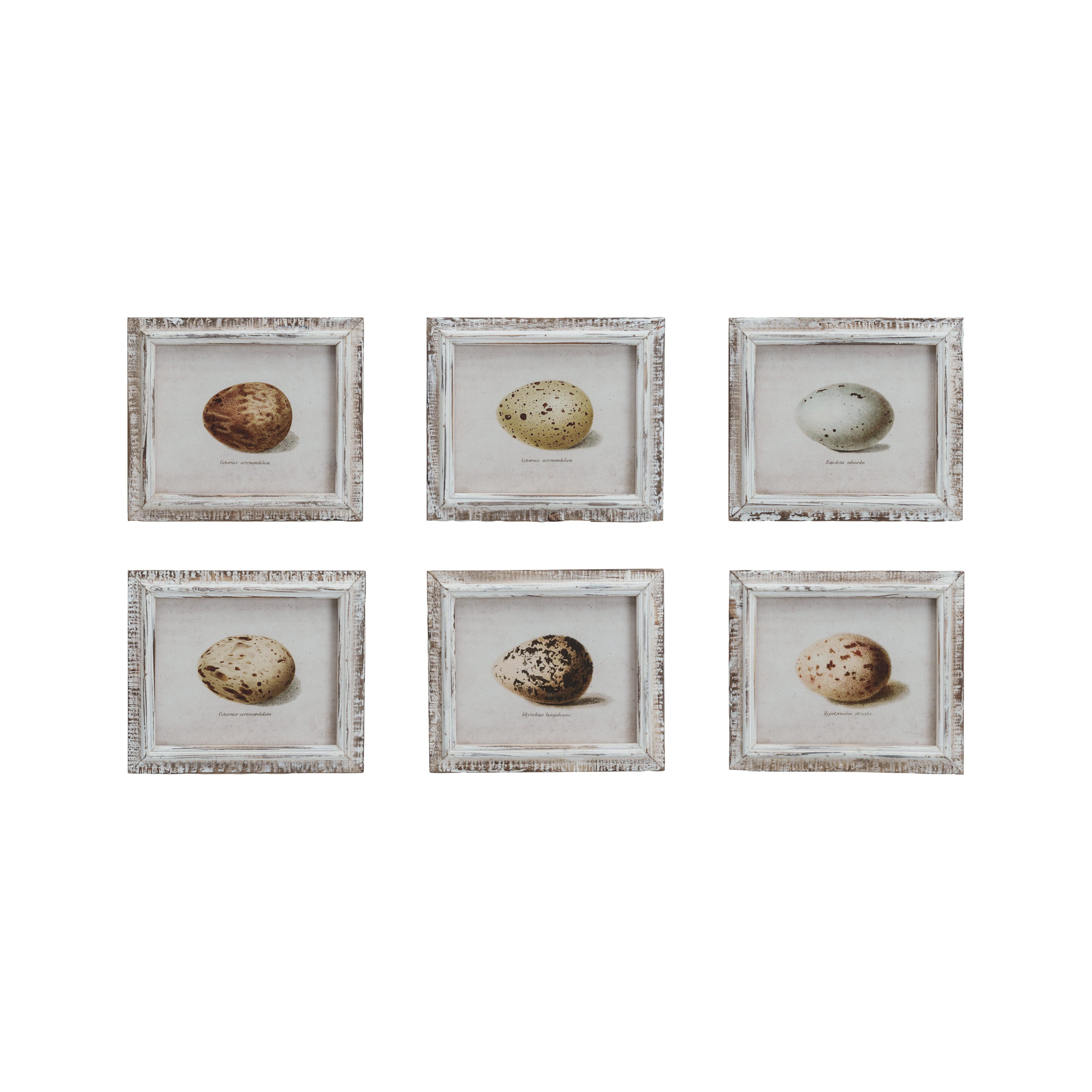 Storied Home Egg Print Series Wall Decor (Set of 6), , large