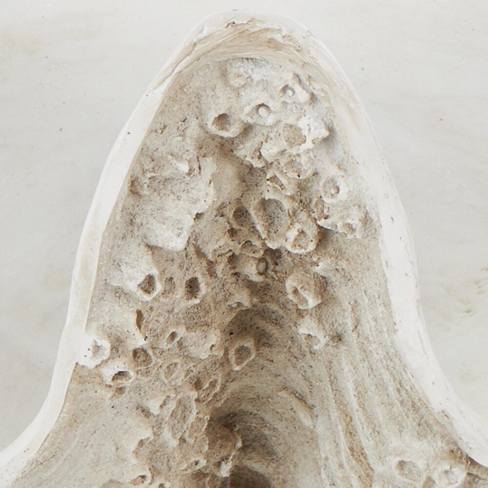 Bayberry Lane Decorative Shell Textured Sculpture, , swatch