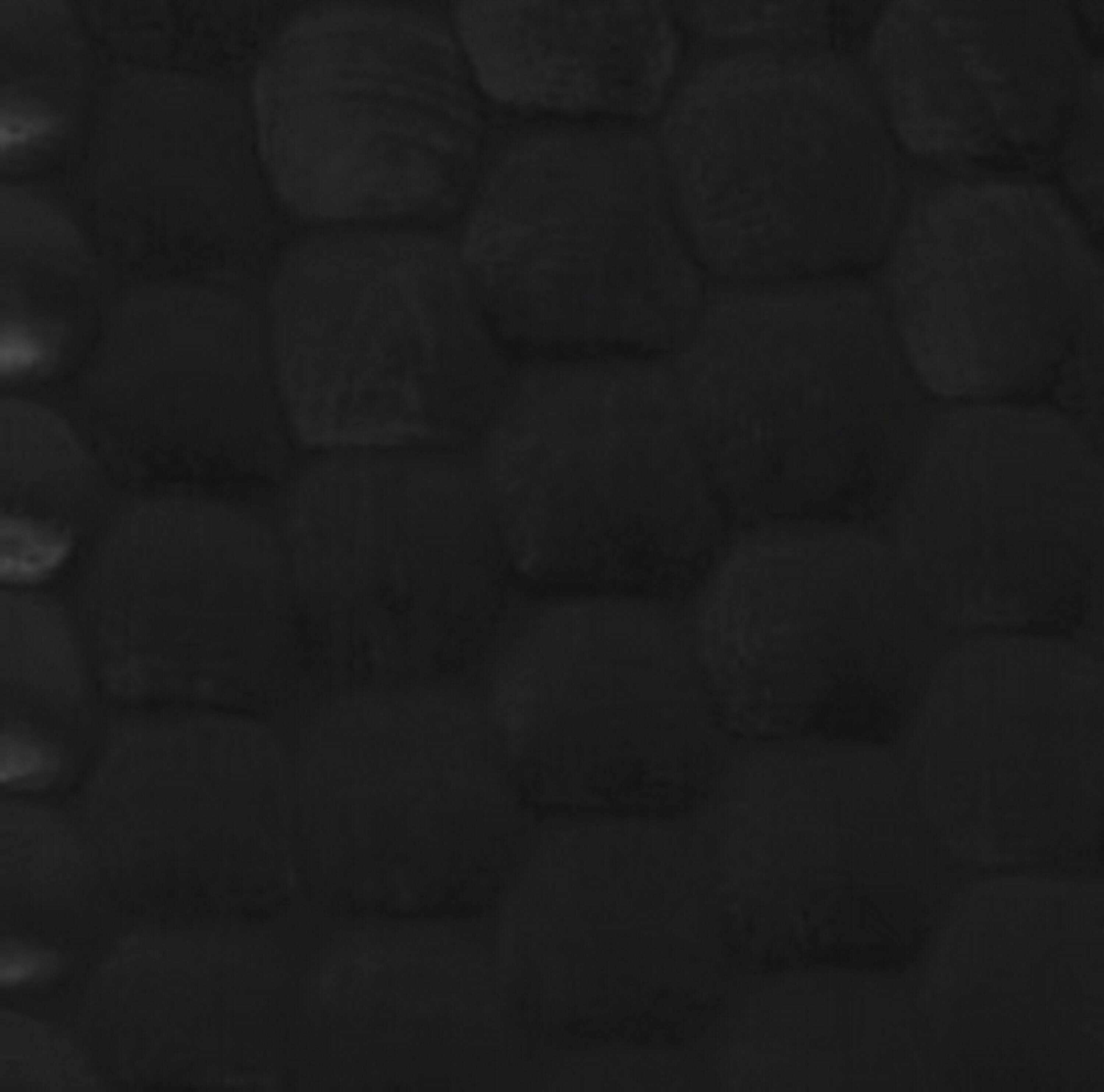 Swatch color Black 