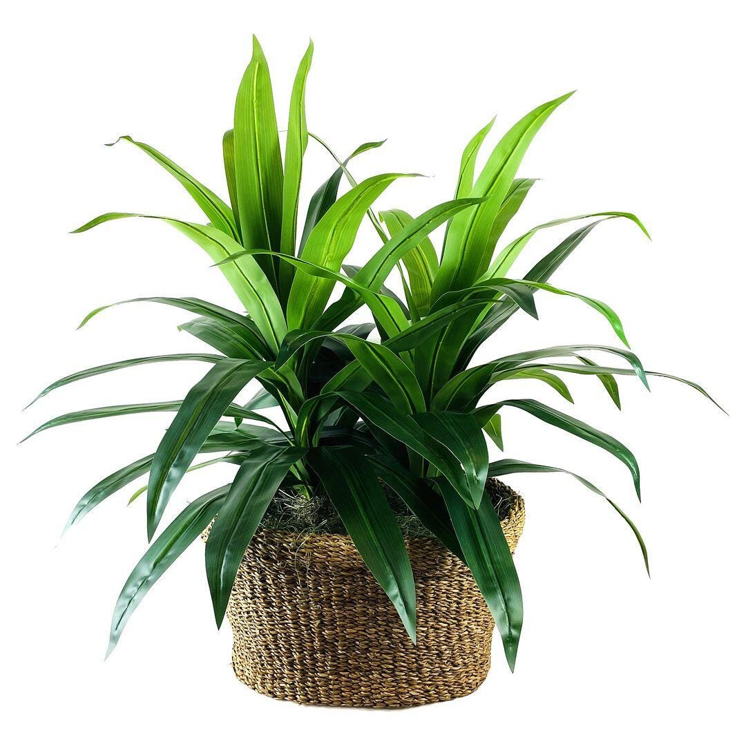 LCG Florals Faux Deluxe Dracaena Plant, , large