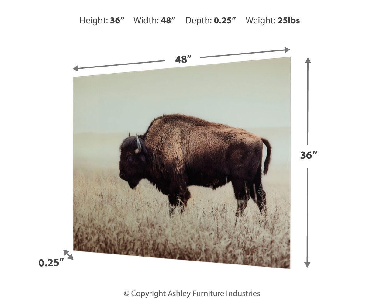 Brutus Dimensions