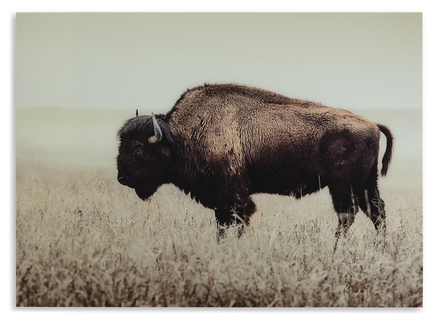 Brutus Wall Art, , large