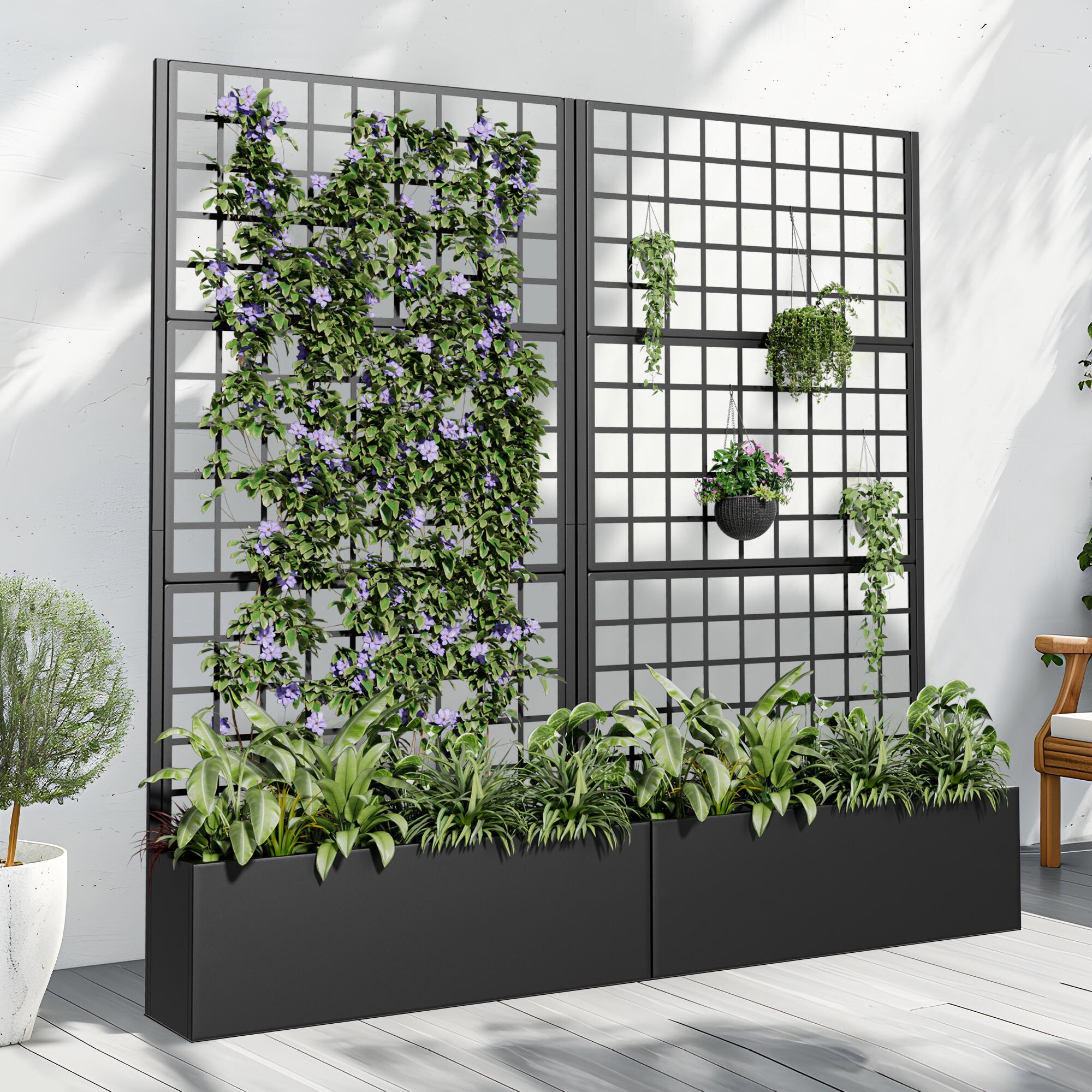 can you plant dracaena marginata outside Dracaena Marginata Staggered – ShopTropicals main image 0