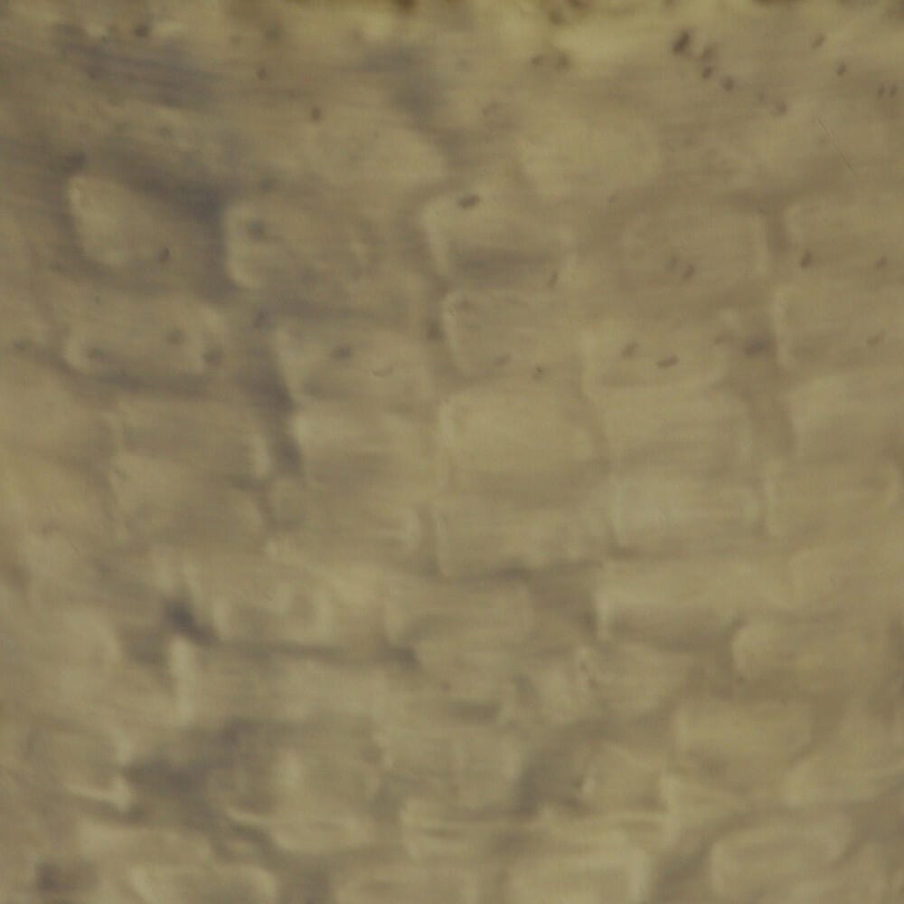 Swatch color Antique Gold , product with this swatch is currently selected